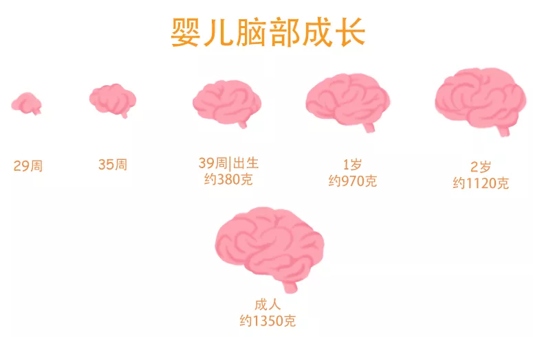 核桃、猪脑不补脑！那怎么给孩子补脑？