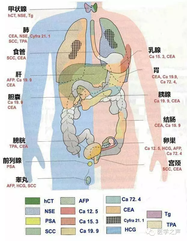 常用肿瘤标志物与应用误区