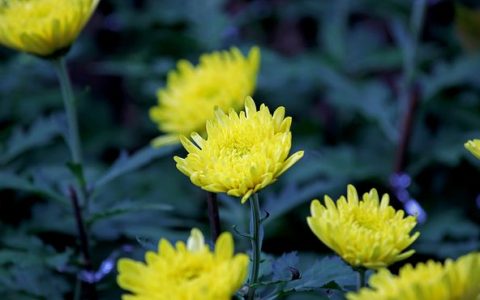 长期喝菊花、山楂和枸杞，对身体有什么益处吗？