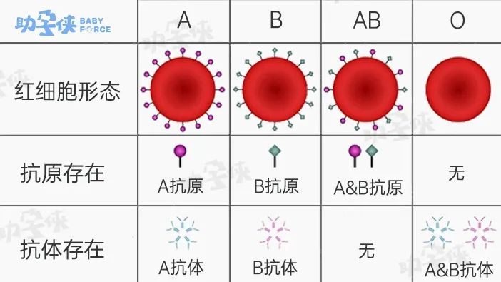 血型不合会影响备孕吗？