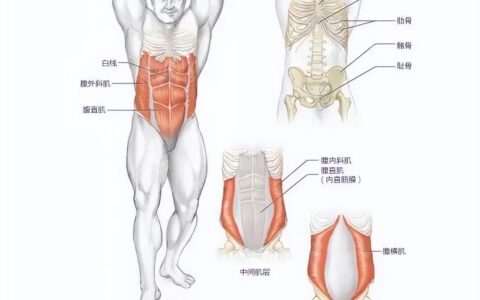 有哪些能练出腹肌马甲线的健身动作？