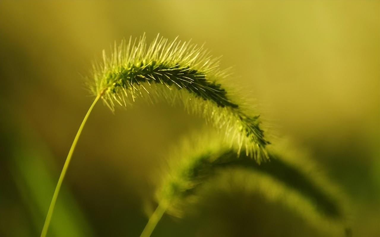 狗尾巴草煮水喝有什么好处？