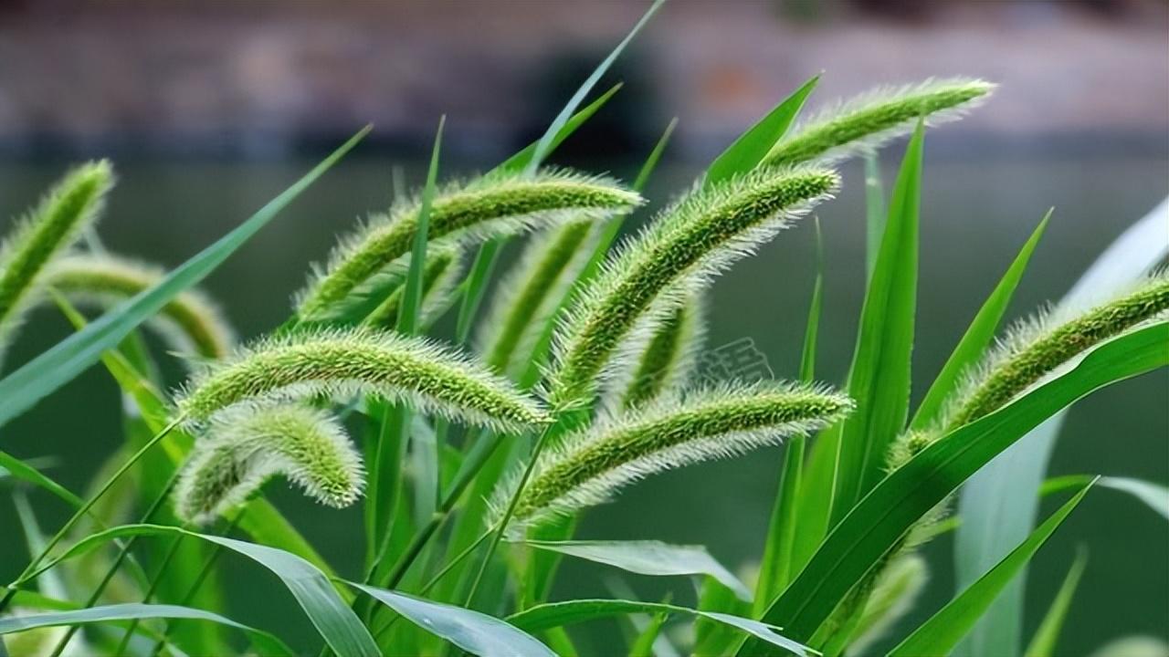 狗尾巴草煮水喝有什么好处？