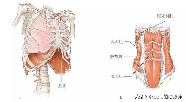 如何解锁健身达人赵露思的马甲线？