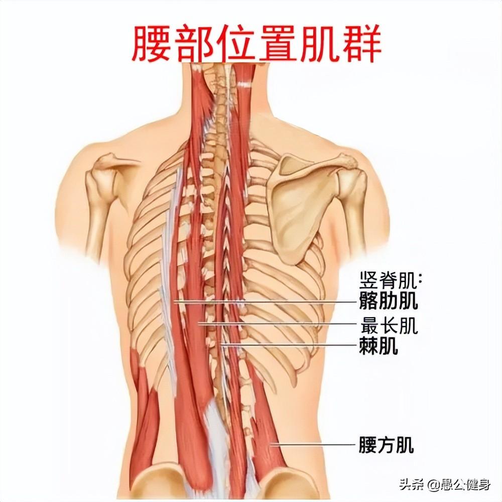 日常如何进行腰肌锻炼？