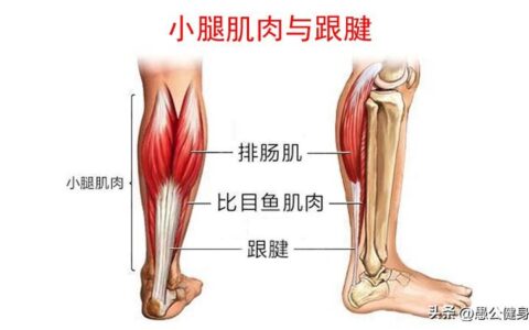 怎样锻炼小腿力量？