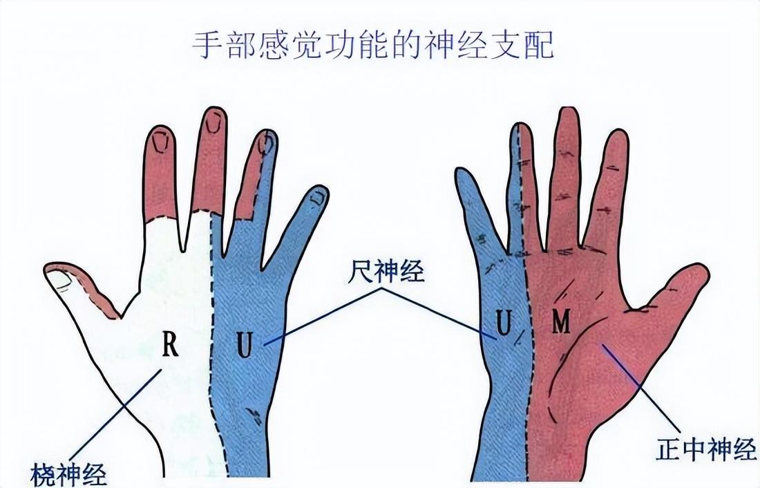 手部麻木、疼痛的几个常见原因及康复训练方法