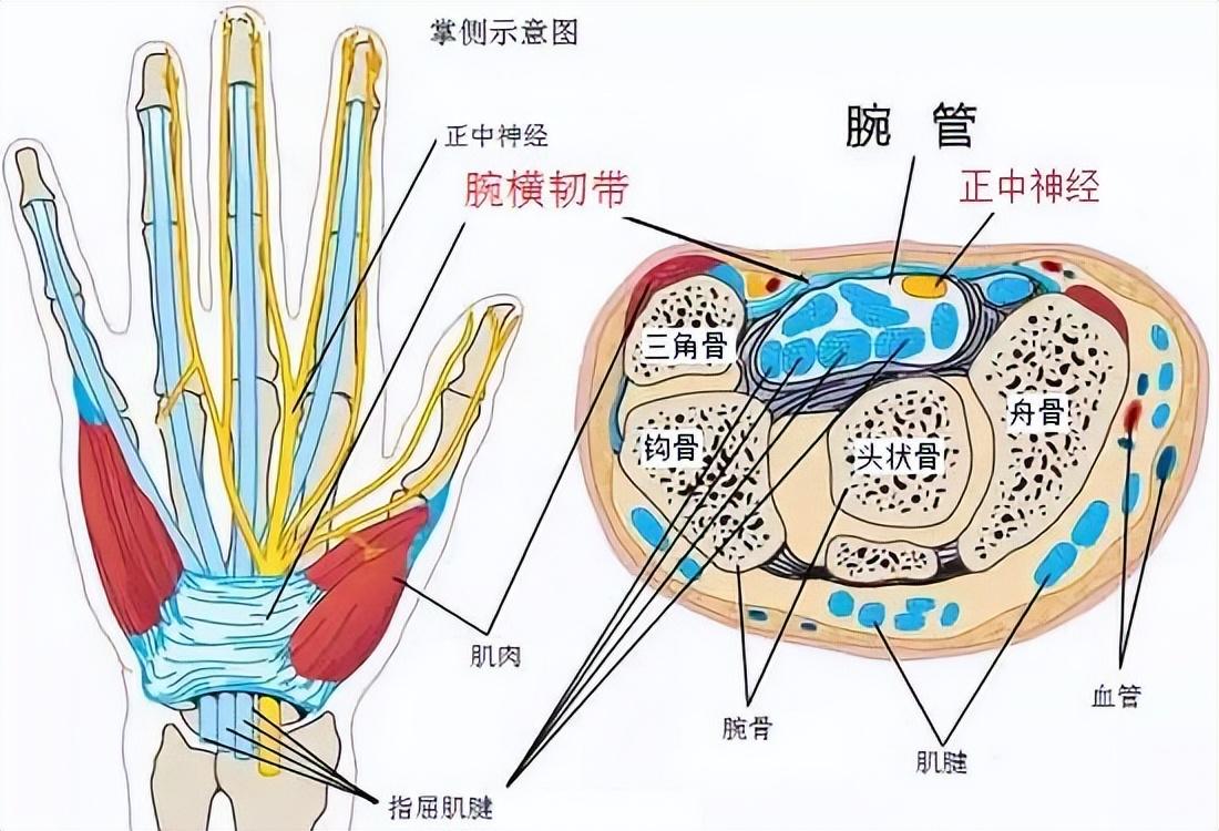 手部麻木、疼痛的几个常见原因及康复训练方法