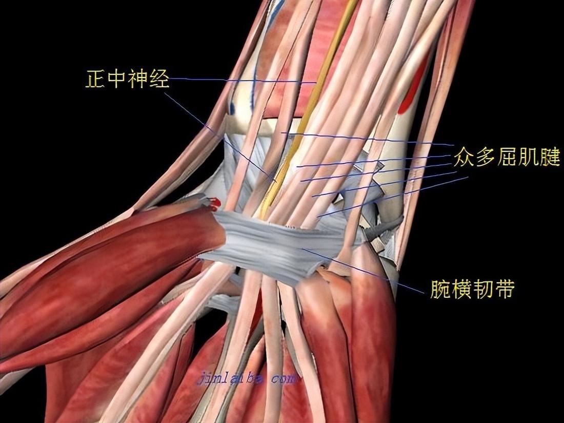 手部麻木、疼痛的几个常见原因及康复训练方法
