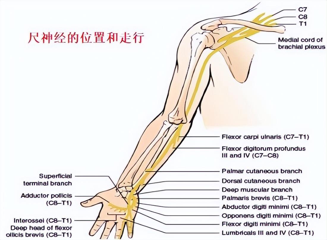 手部麻木、疼痛的几个常见原因及康复训练方法