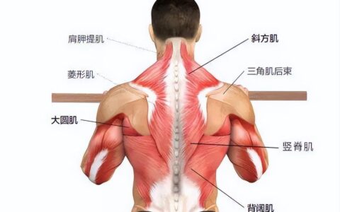 4个动作，助你练成迷人背影（4个练背的健身动作）