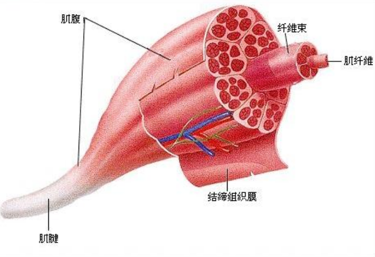 如何使用健腹轮健身？（健腹轮健身使用诀窍）