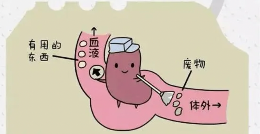 比牛肉更好的健身食材：器官肉，高蛋白且营养丰富